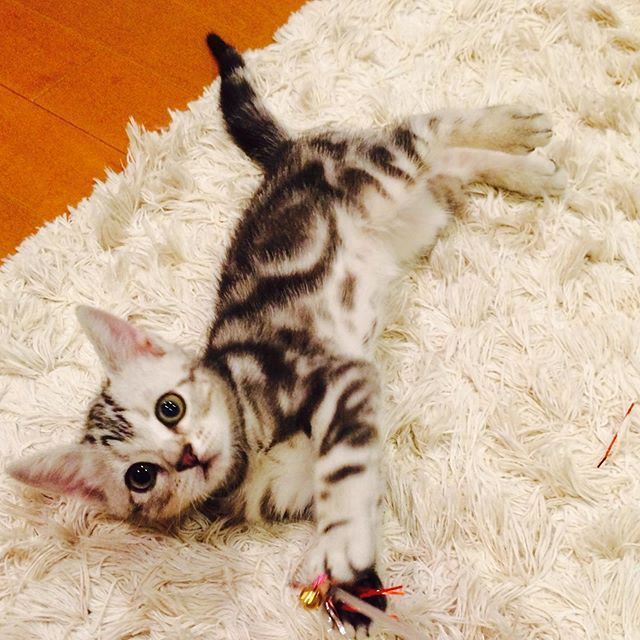 あどけない顔の子猫ちゃんでした!