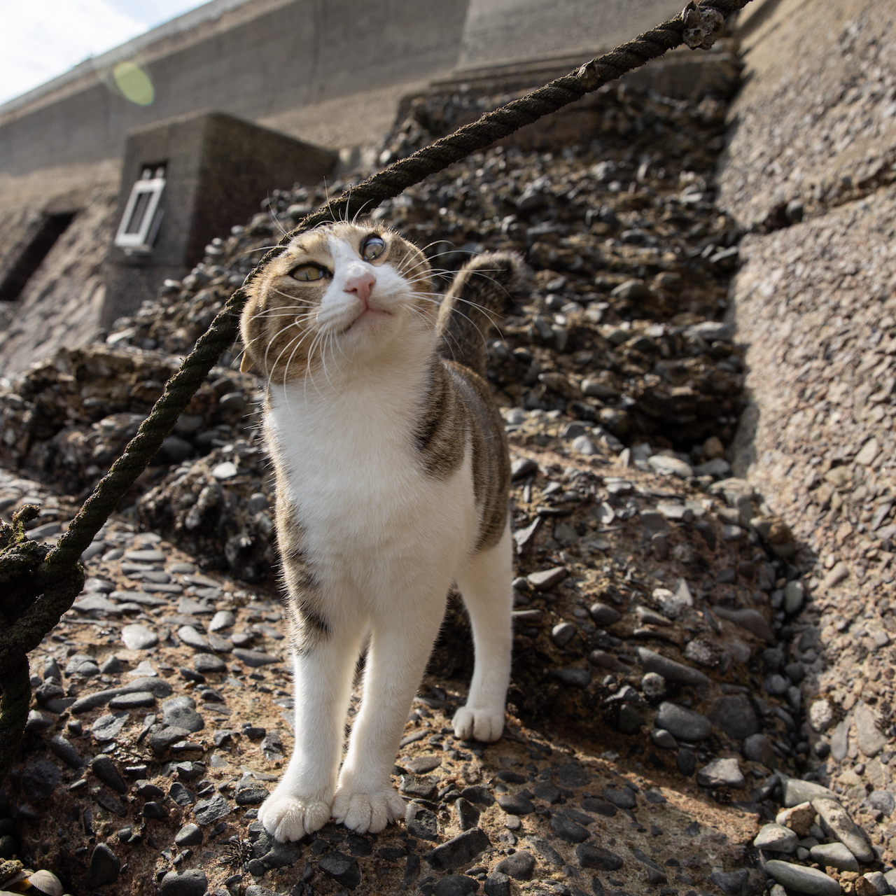 猫写真家 沖昌之の猫写真