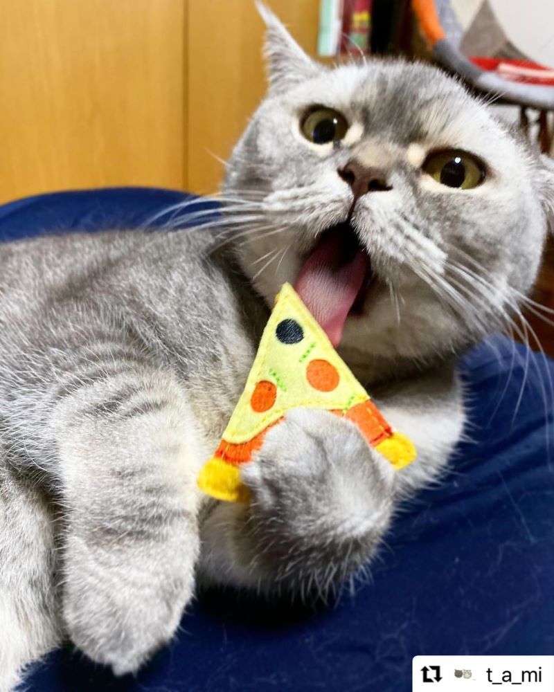 にゃんスタ