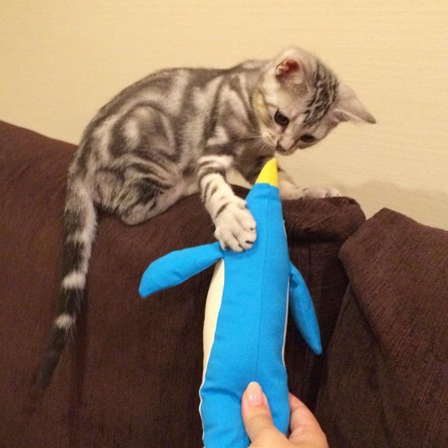天敵⁉︎ ペンギンたんとの初めての戦い_1_1