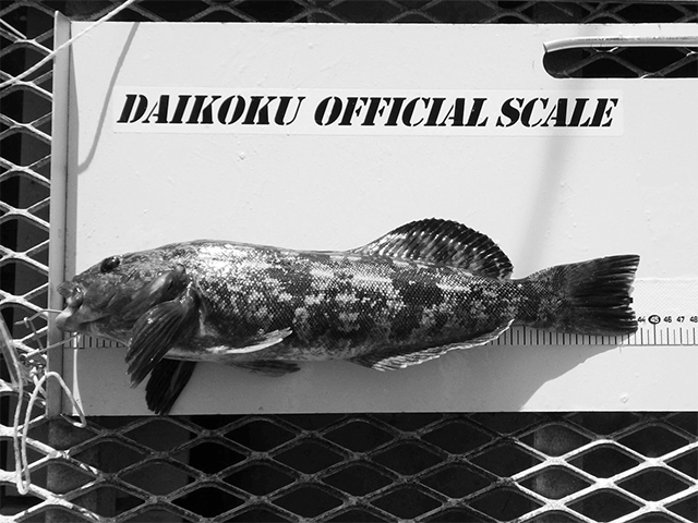 釣果の一例。上々な型のアイナメ。