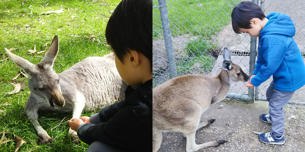 動物放し飼いの自然公園 Cleland Wildlife Park_1_3