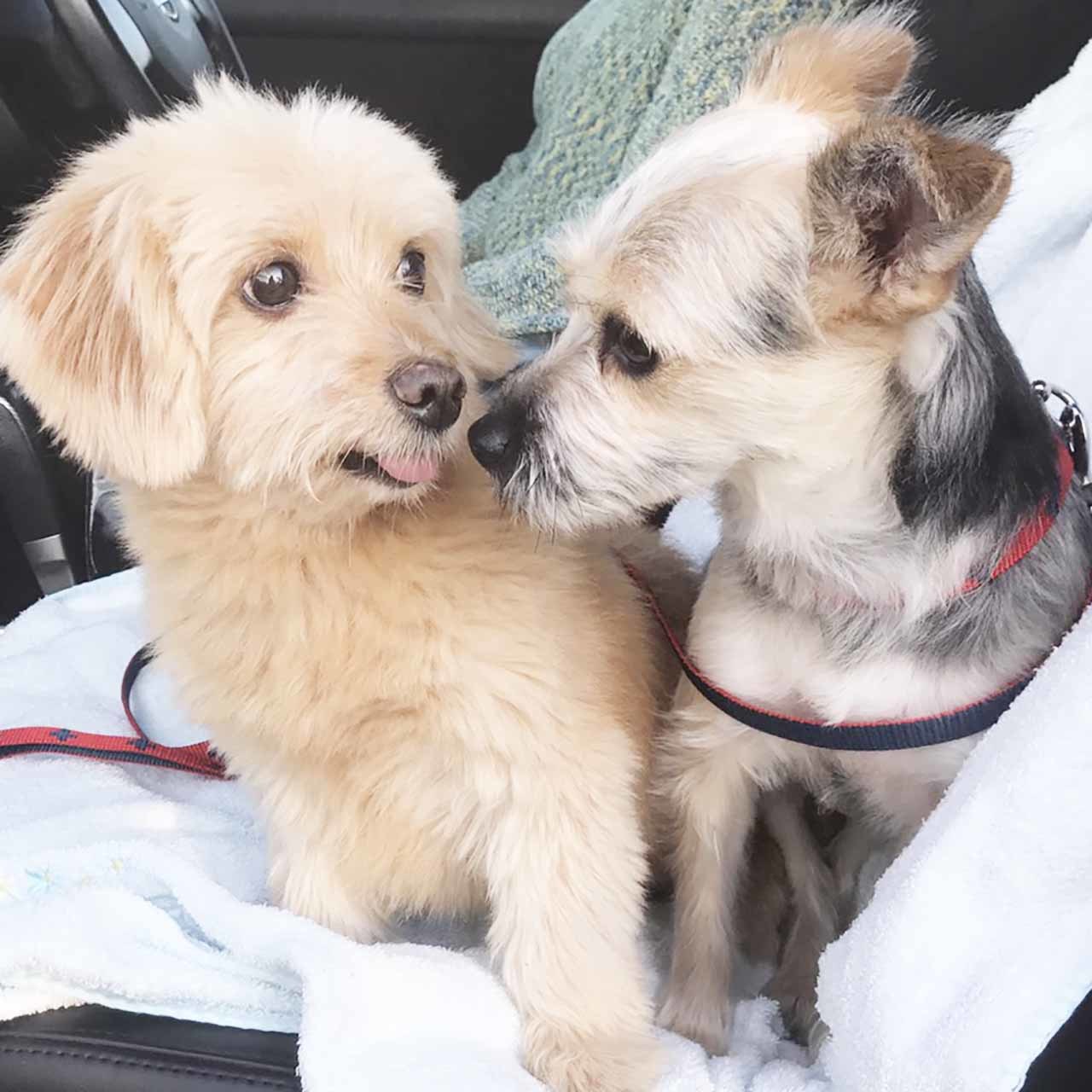 保護犬のポール&ケイト