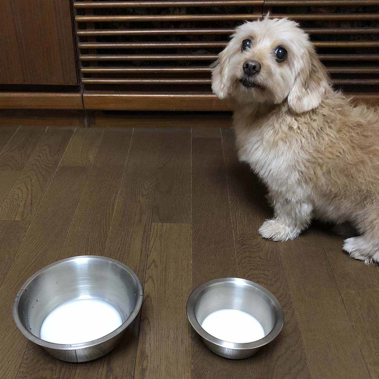 ミルクを待っている保護犬のポール