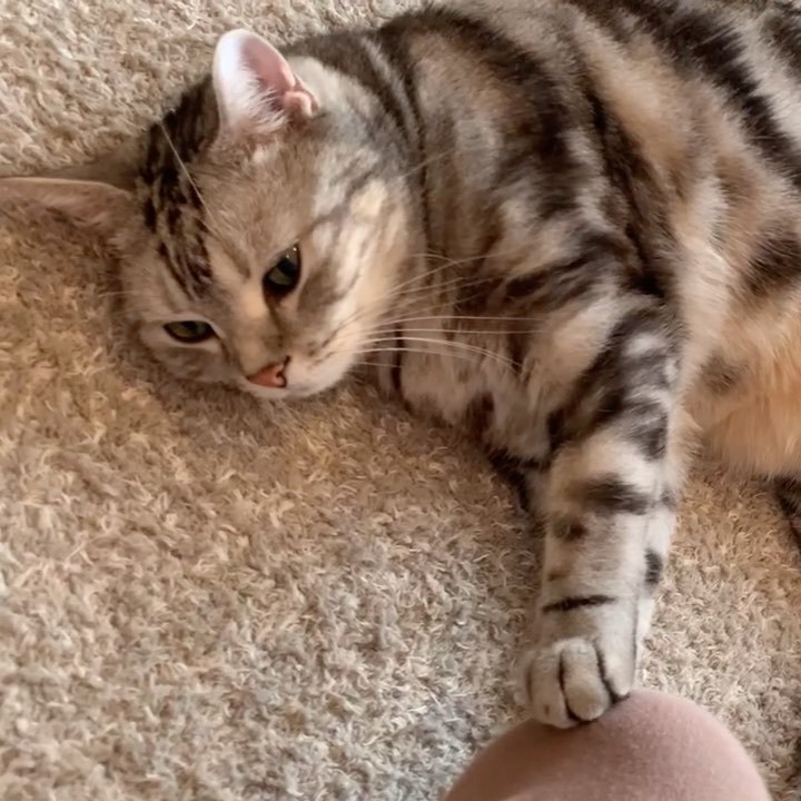 密! ママを離さない猫_1_1