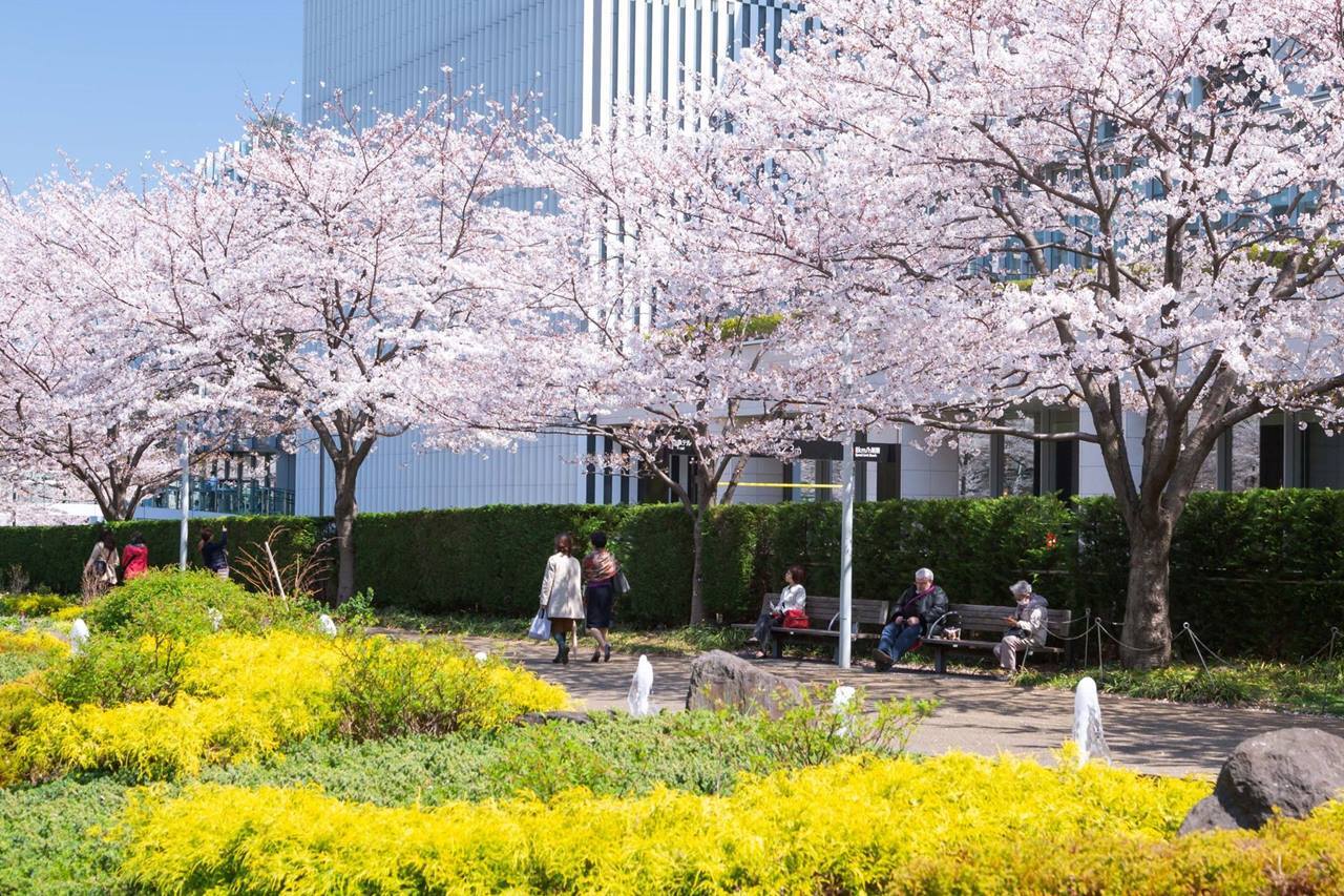 東京ミッドタウン春の散歩道