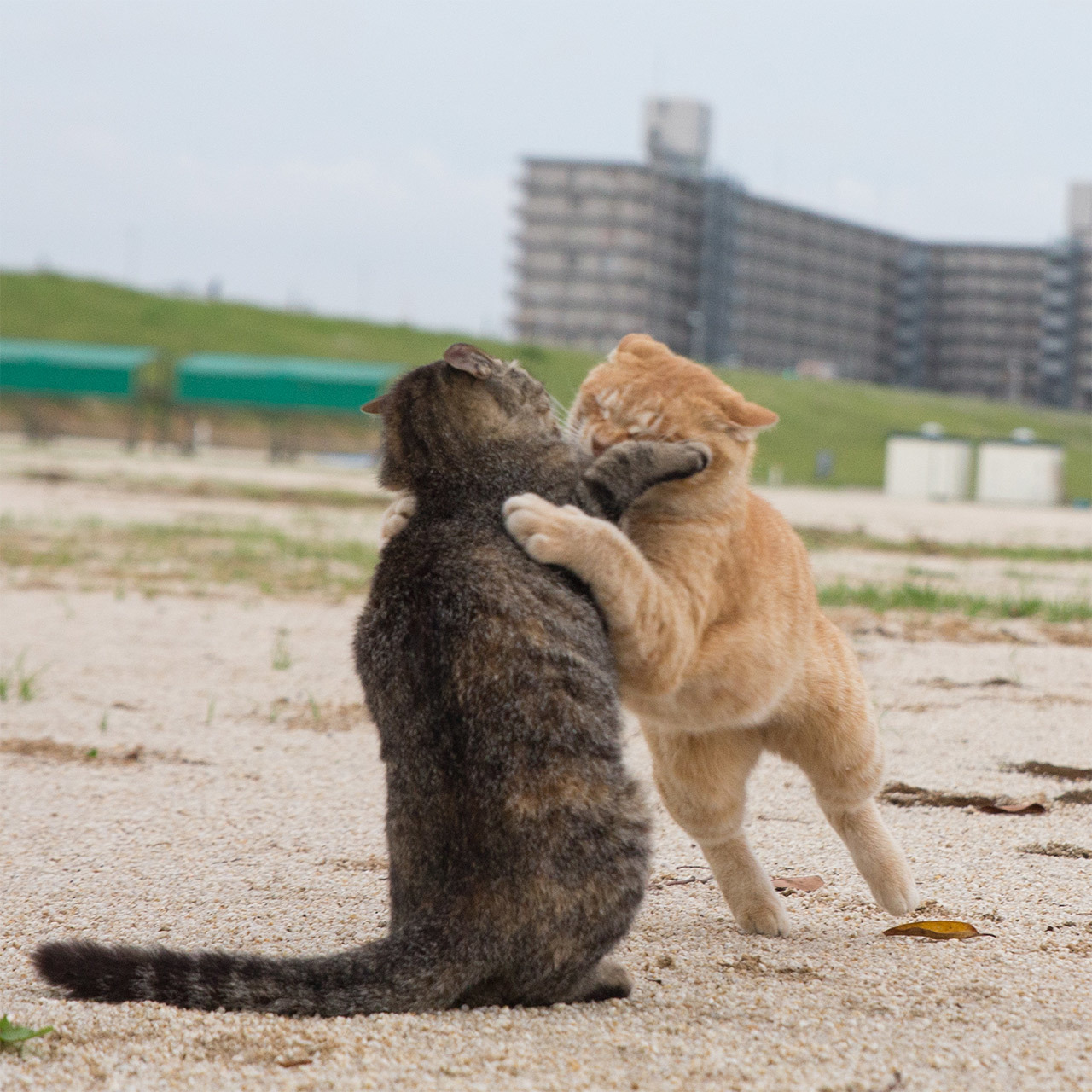 2020年最も注目を集めたネコは?「水曜日のねこたちへ」2020年人気ランキングTOP10_1_3