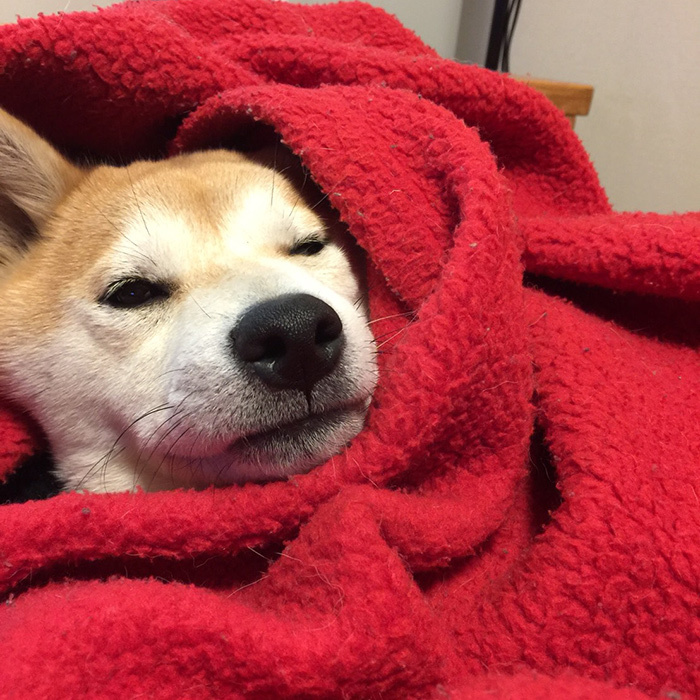 柴犬 ひなちゃん shibainu hina