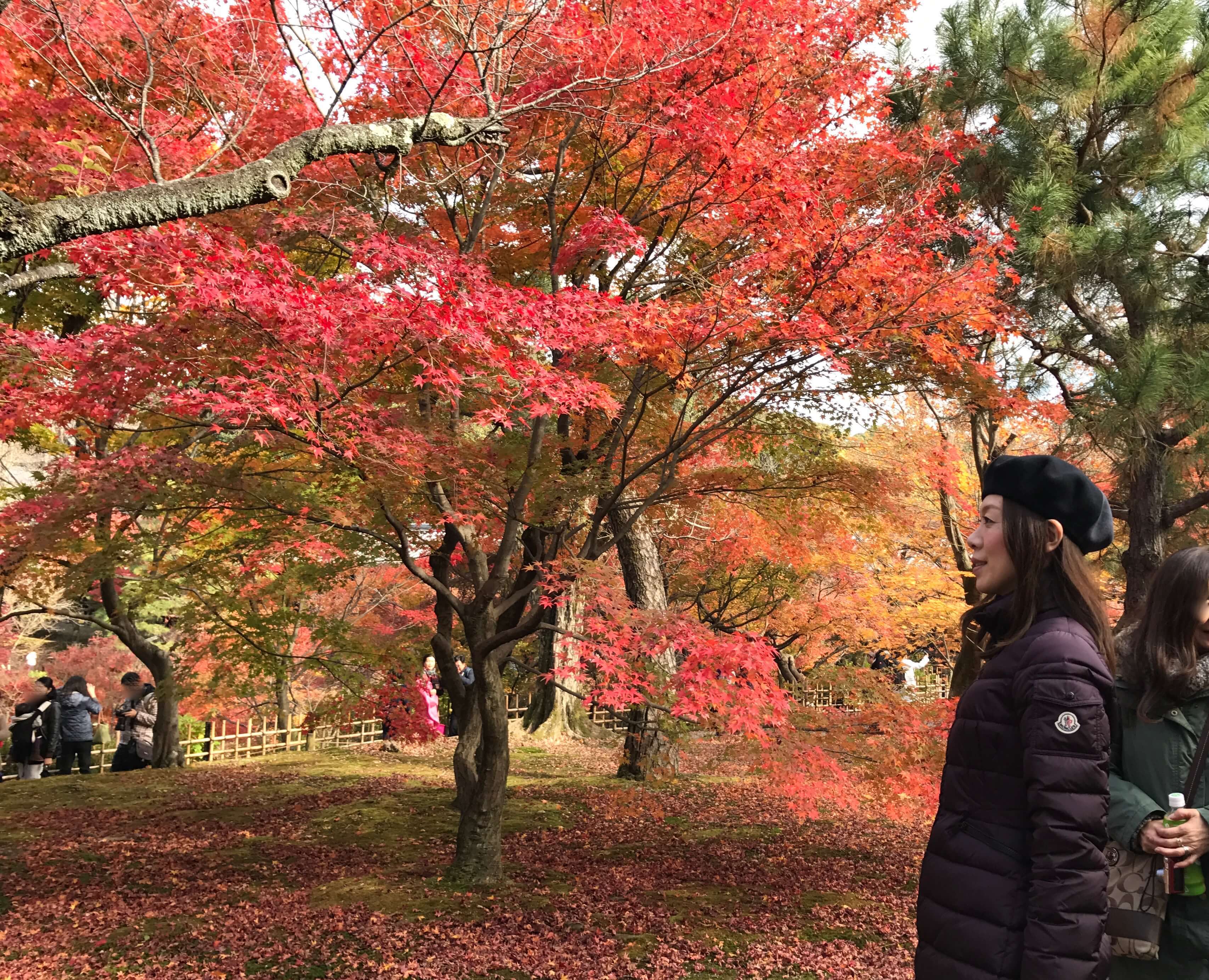 「紅葉にパワースポット。絶景!東福寺と女性の願いを叶える泉涌寺の楊貴妃観音」_1_3