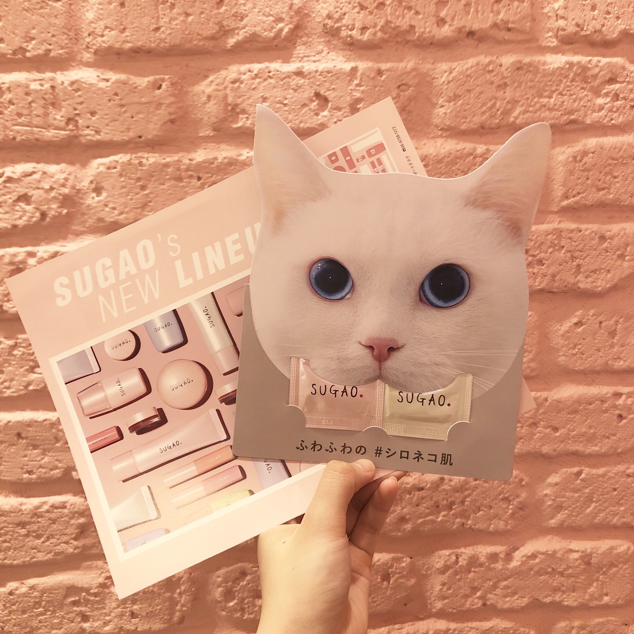 頂いたサンプルセット🐈