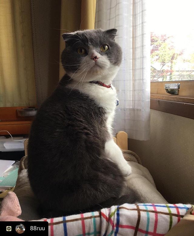 にゃんスタ