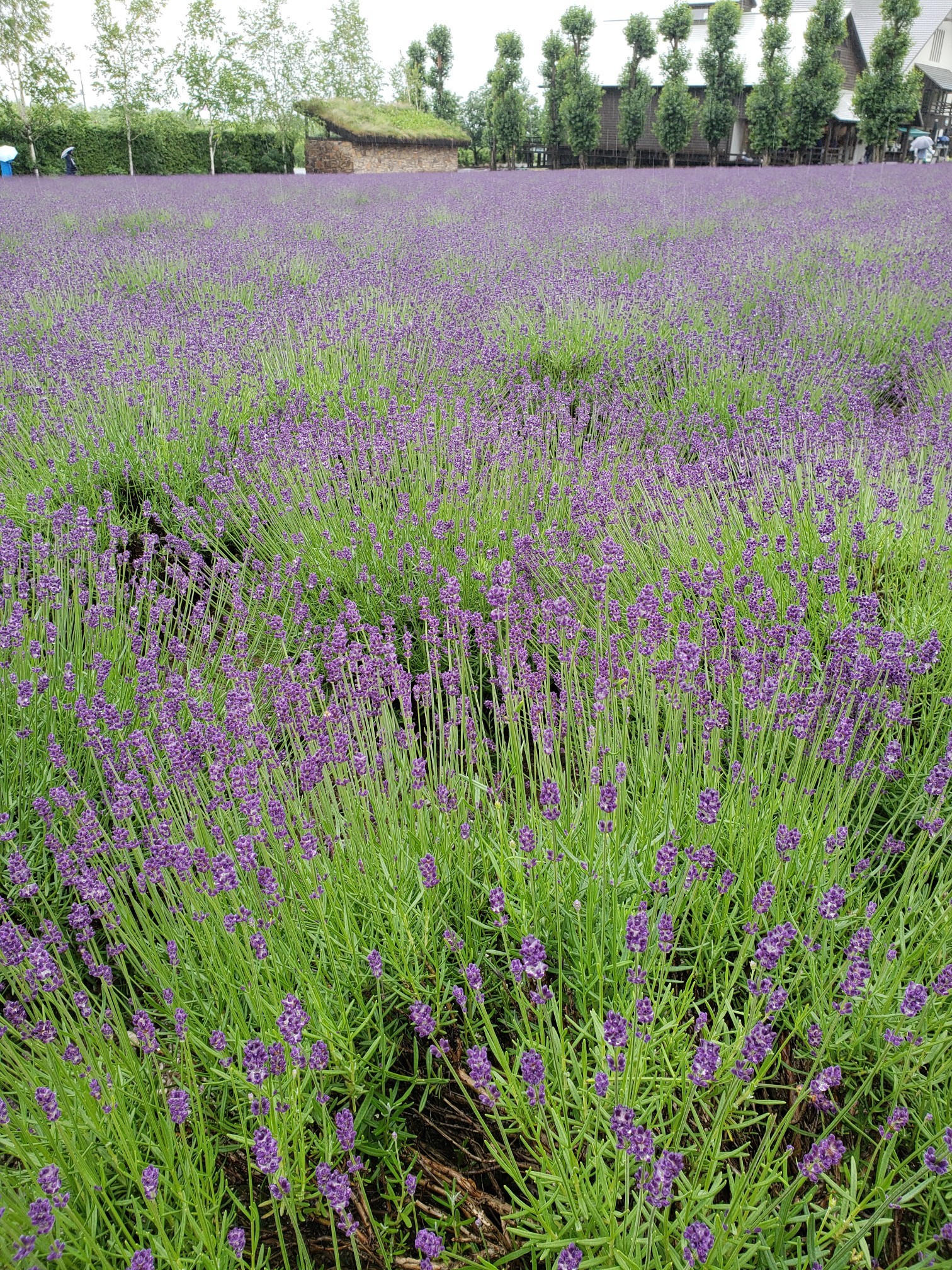 夏の北海道へ。_1_5