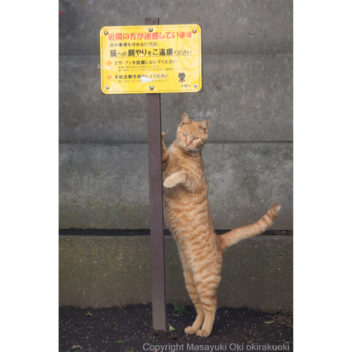 猫写真家 沖昌之の猫写真
