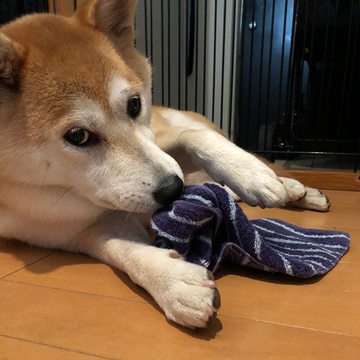 柴犬 ひなちゃん shibainu hina