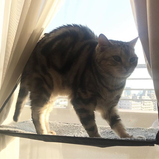 アランの健康法は?_1_1