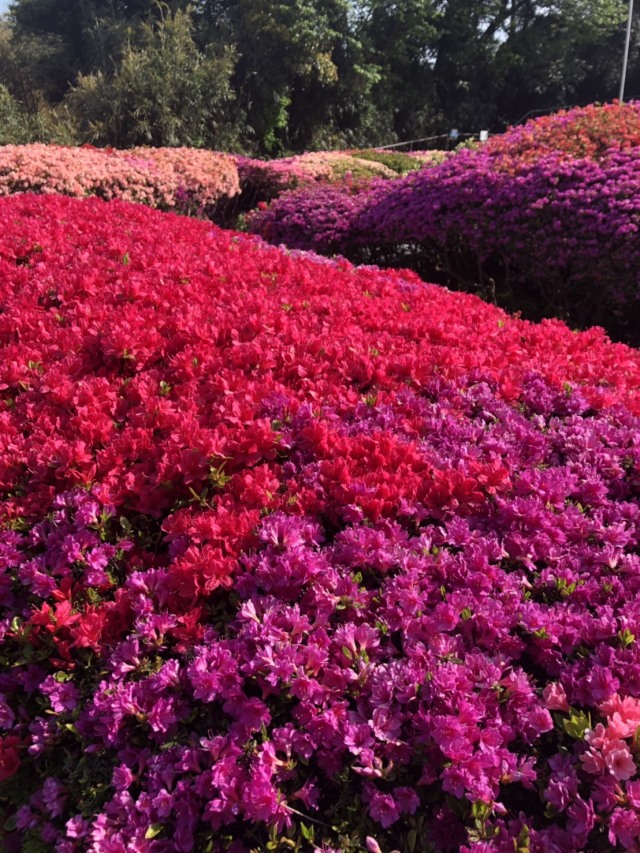 春〜初夏の花々_1_2