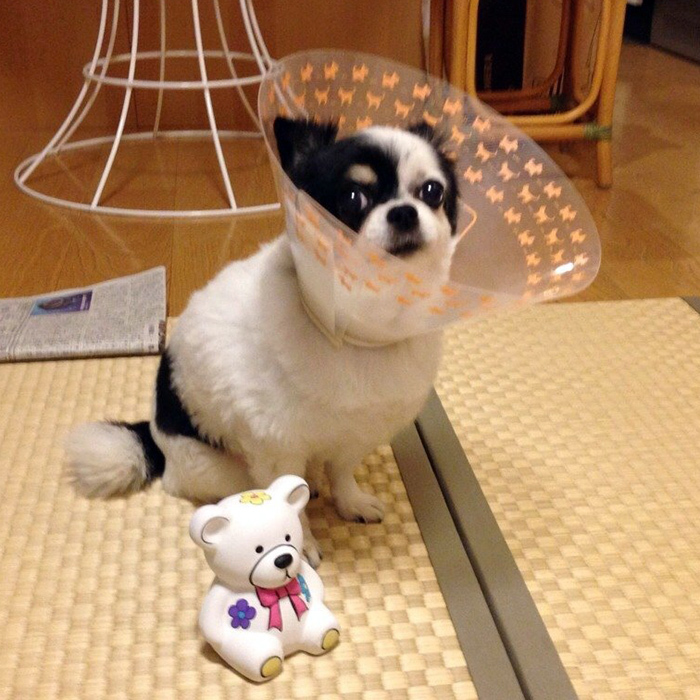 チワワ グミちゃん chihuahua gumi