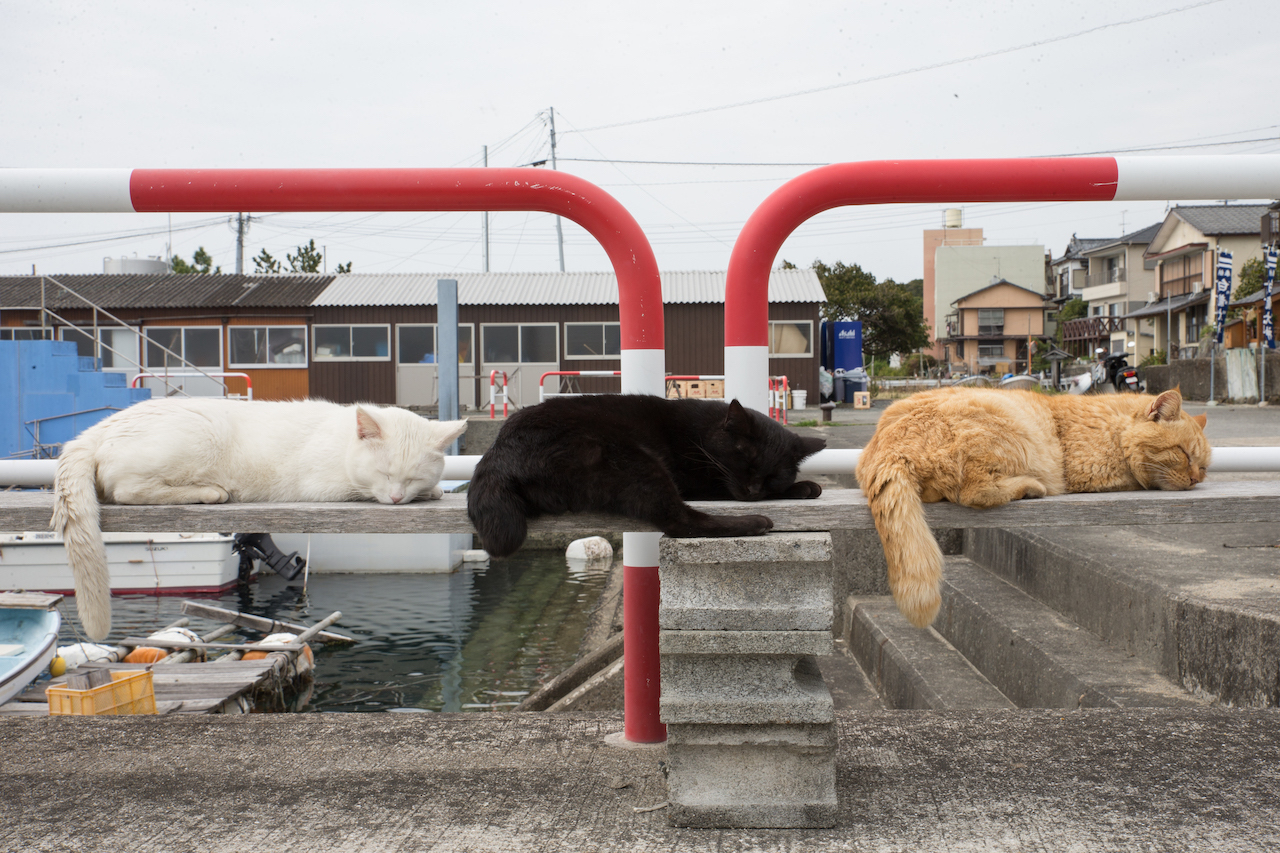 2020年最も注目を集めたネコは?「水曜日のねこたちへ」2020年人気ランキングTOP10_1_9