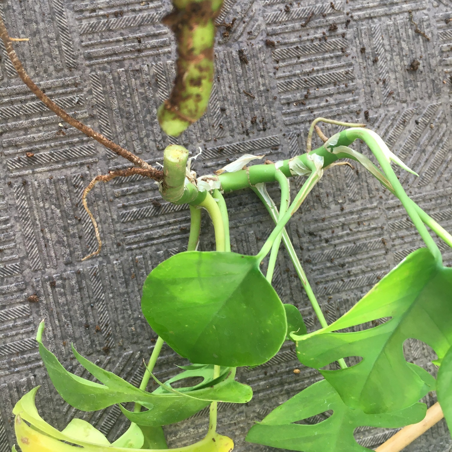 モンステラの植え替え チームjマダム ゆきのブログ チームjマダムブログ Web Eclat