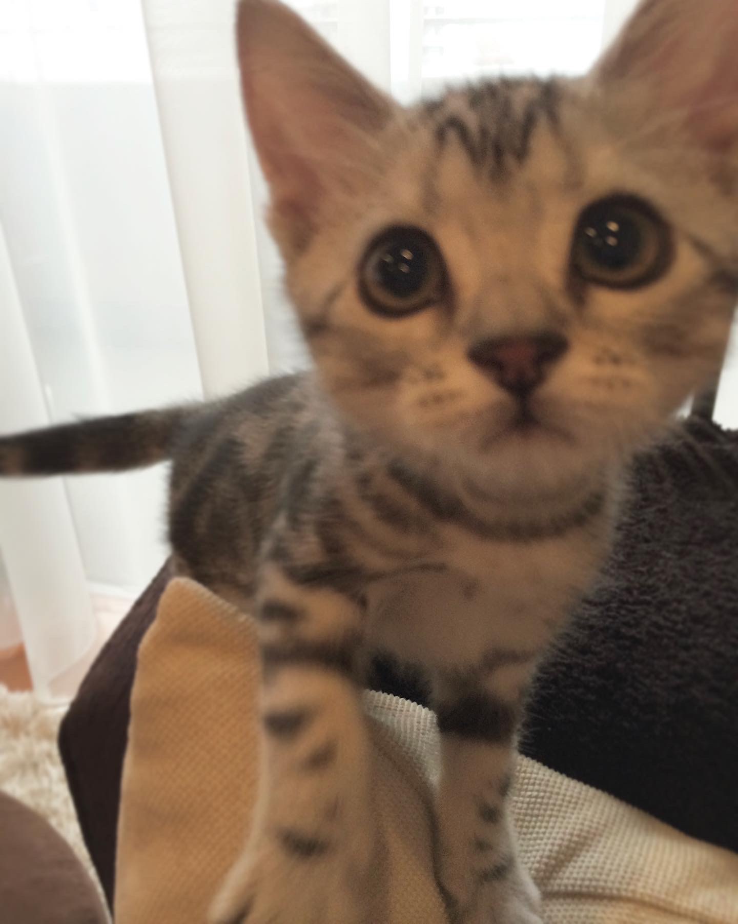 子猫のアラン、近い近い！  HAPPY PLUS ONE(ハピプラワン）