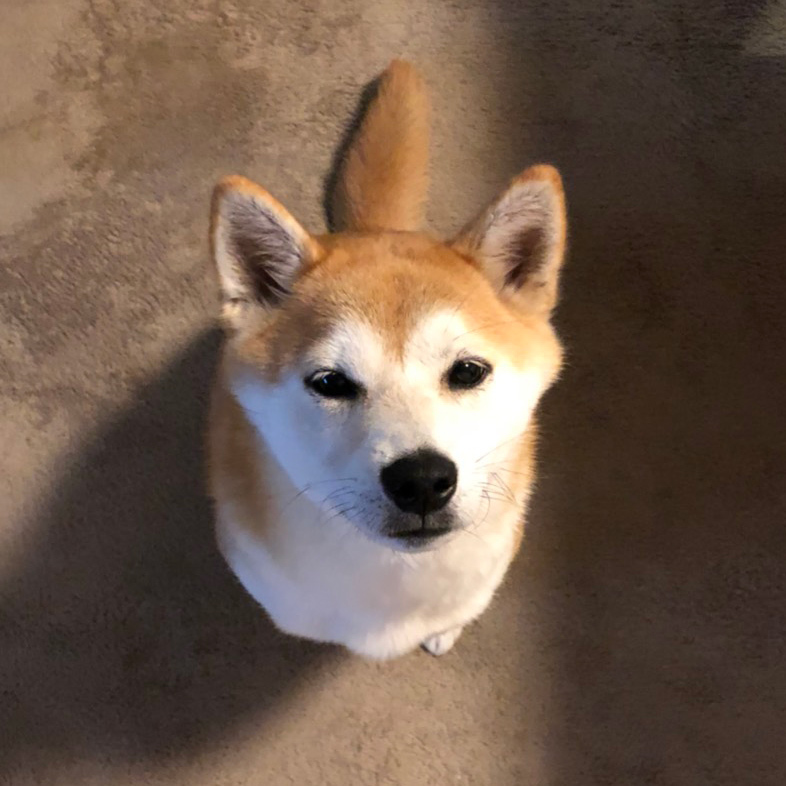 真上から撮らないで 頭からシッポ出てるみたいになるから 柴犬 ひなちゃん 19 ファッション誌marisol マリソル Online 40代をもっとキレイに 女っぷり上々