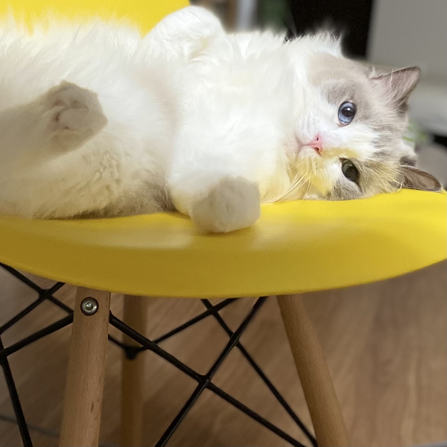 猫 下の子