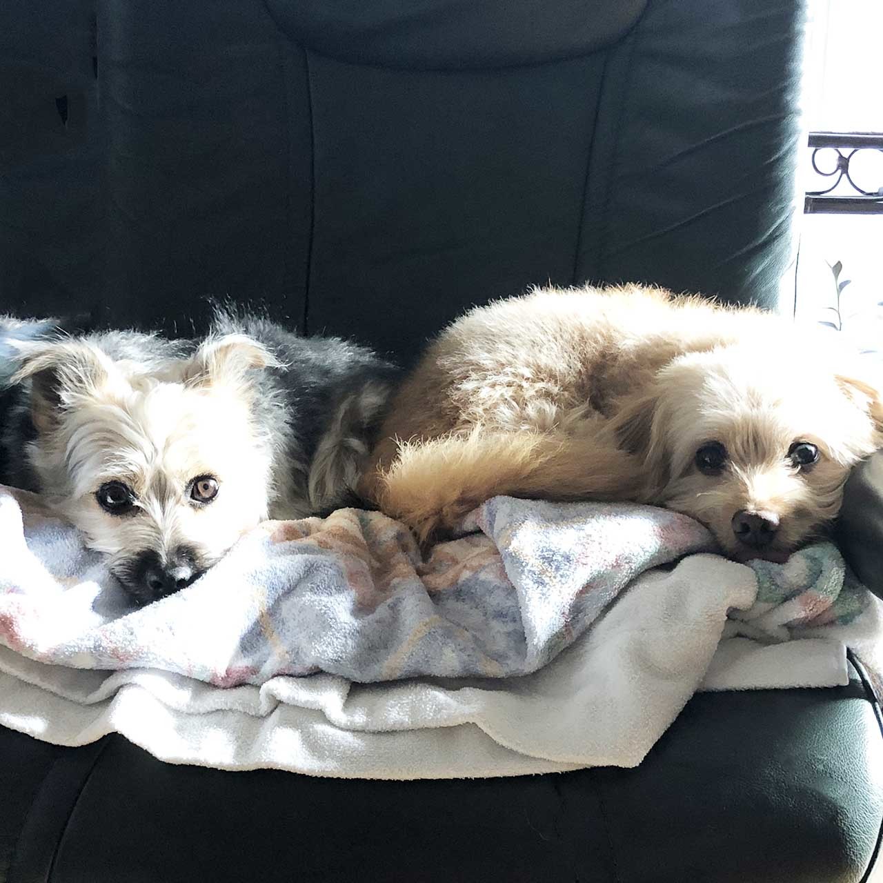 保護犬のポール&ケイト