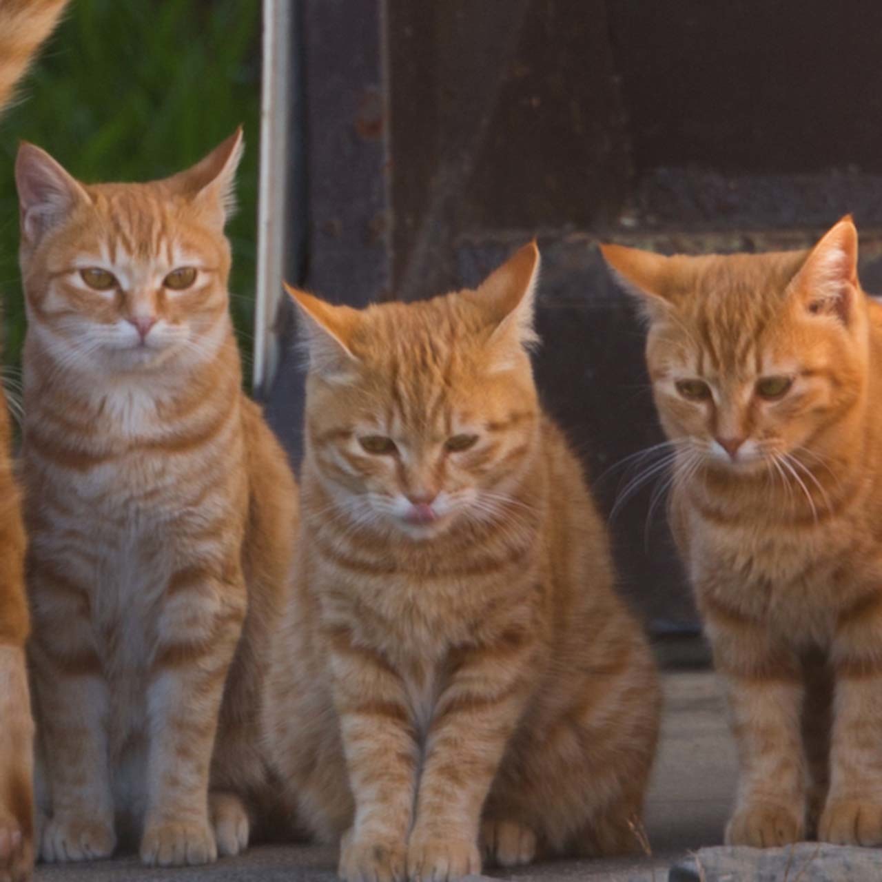 ビッグダディキャッツ 水曜日のねこたちへ 57 ファッション誌marisol マリソル Online 40代をもっとキレイに 女っぷり上々