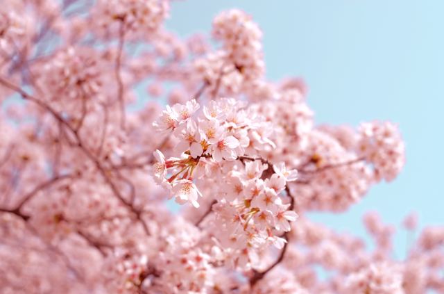BeautifulFreeImages&Picturesより