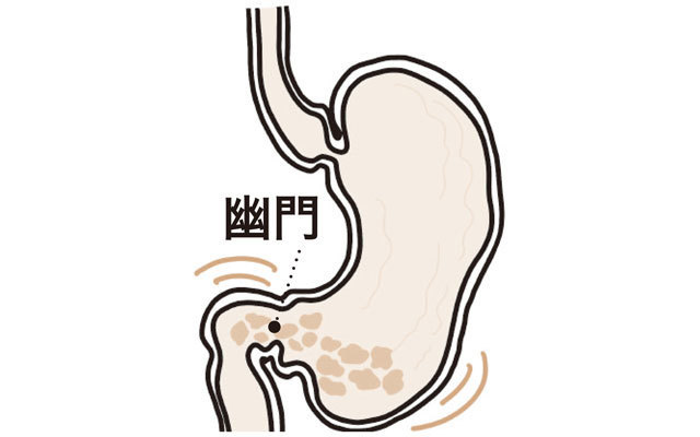 正常な胃はこう動く