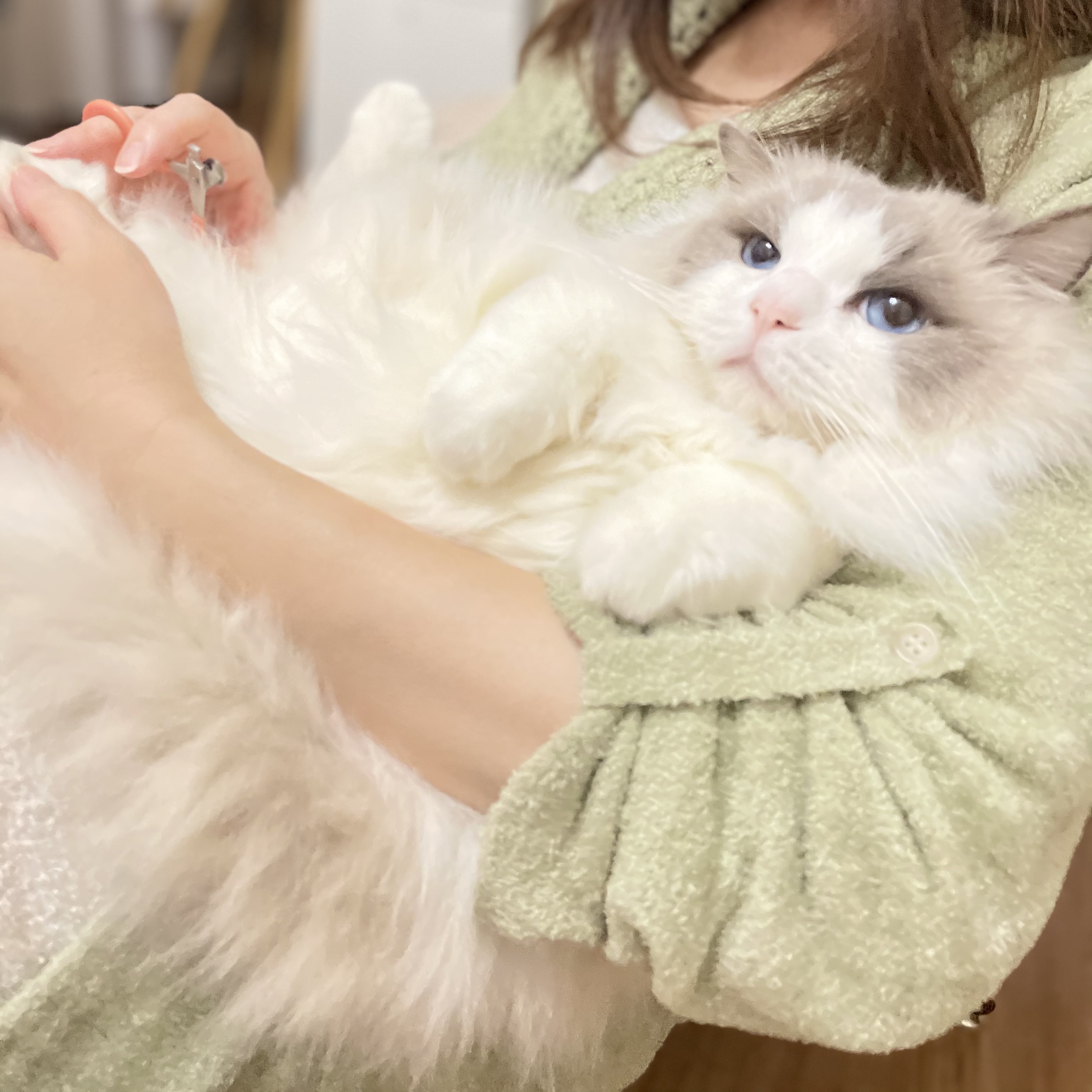 猫