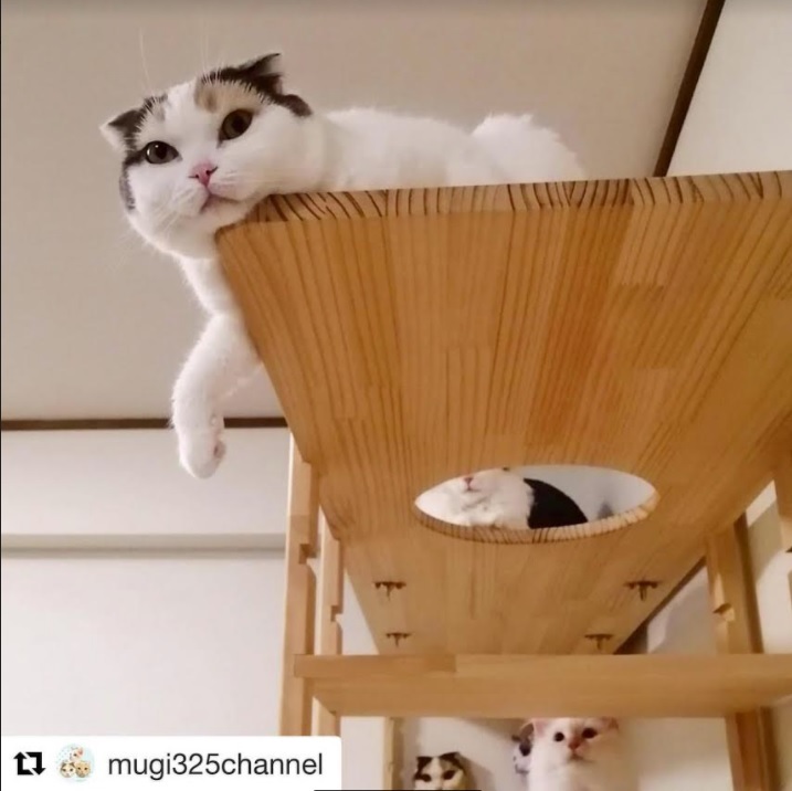 にゃんスタ