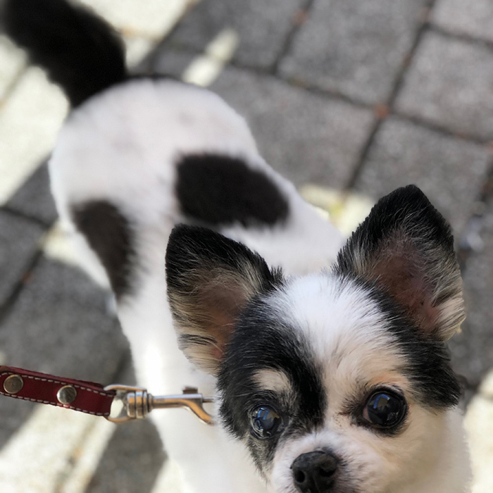チワワ グミちゃん chihuahua gumi