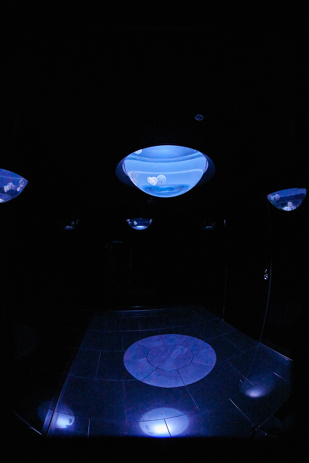 癒されたい♡ サンシャイン水族館の新クラゲエリア「海月空感」の魅力を徹底解説!_1_7