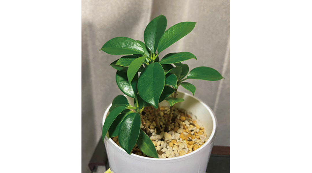 新川優愛は大好きな植物について勉強したい