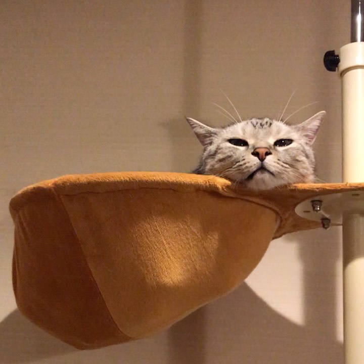 キャットポールのハンモックでくつろぐアラン