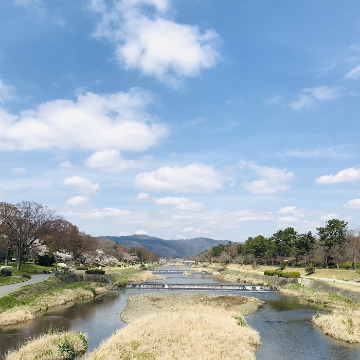 京都『桜』便り_1_1