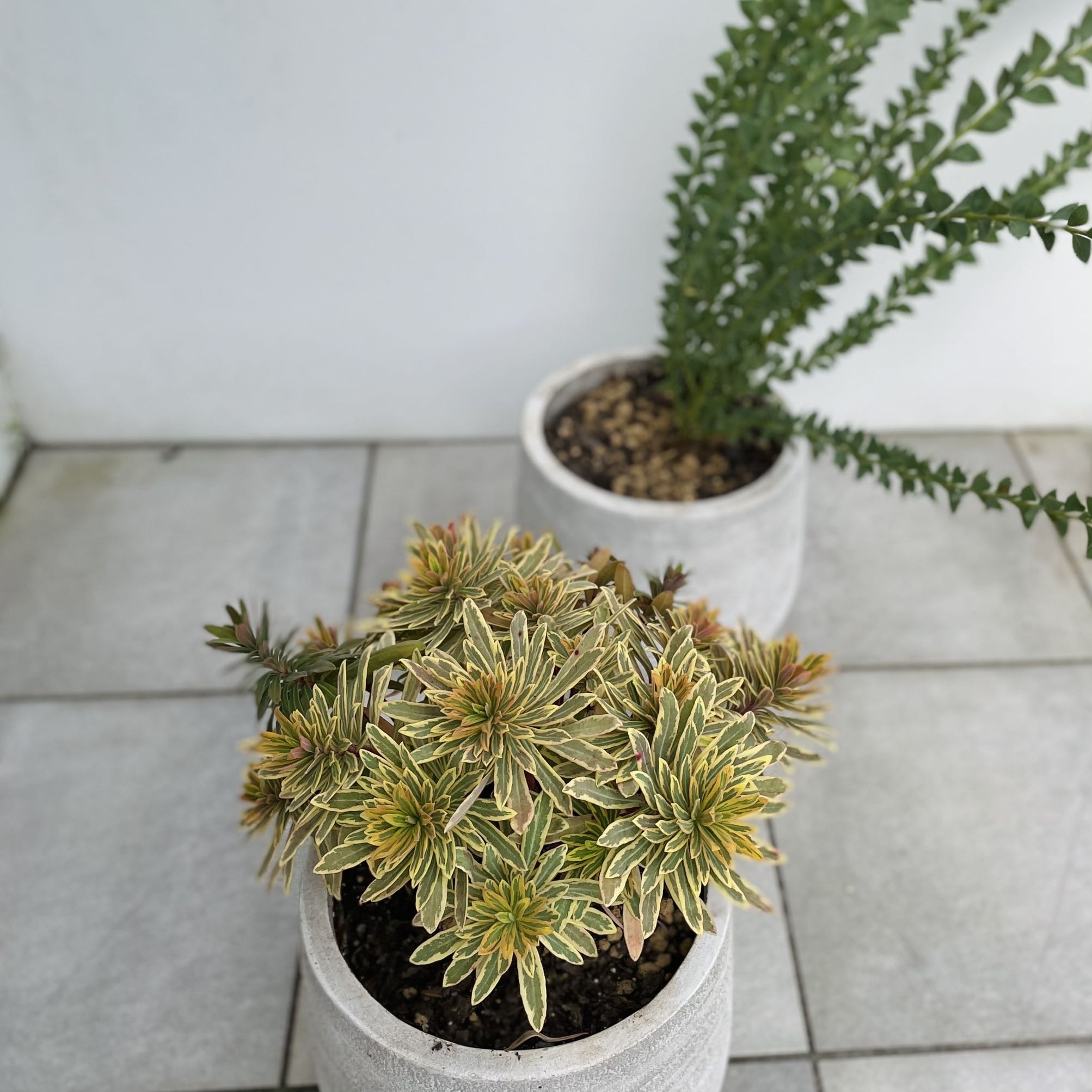 目も心も癒される観葉植物のある暮らし 華組 松ヶ崎由紀子のブログ 華組ブログ Web Eclat