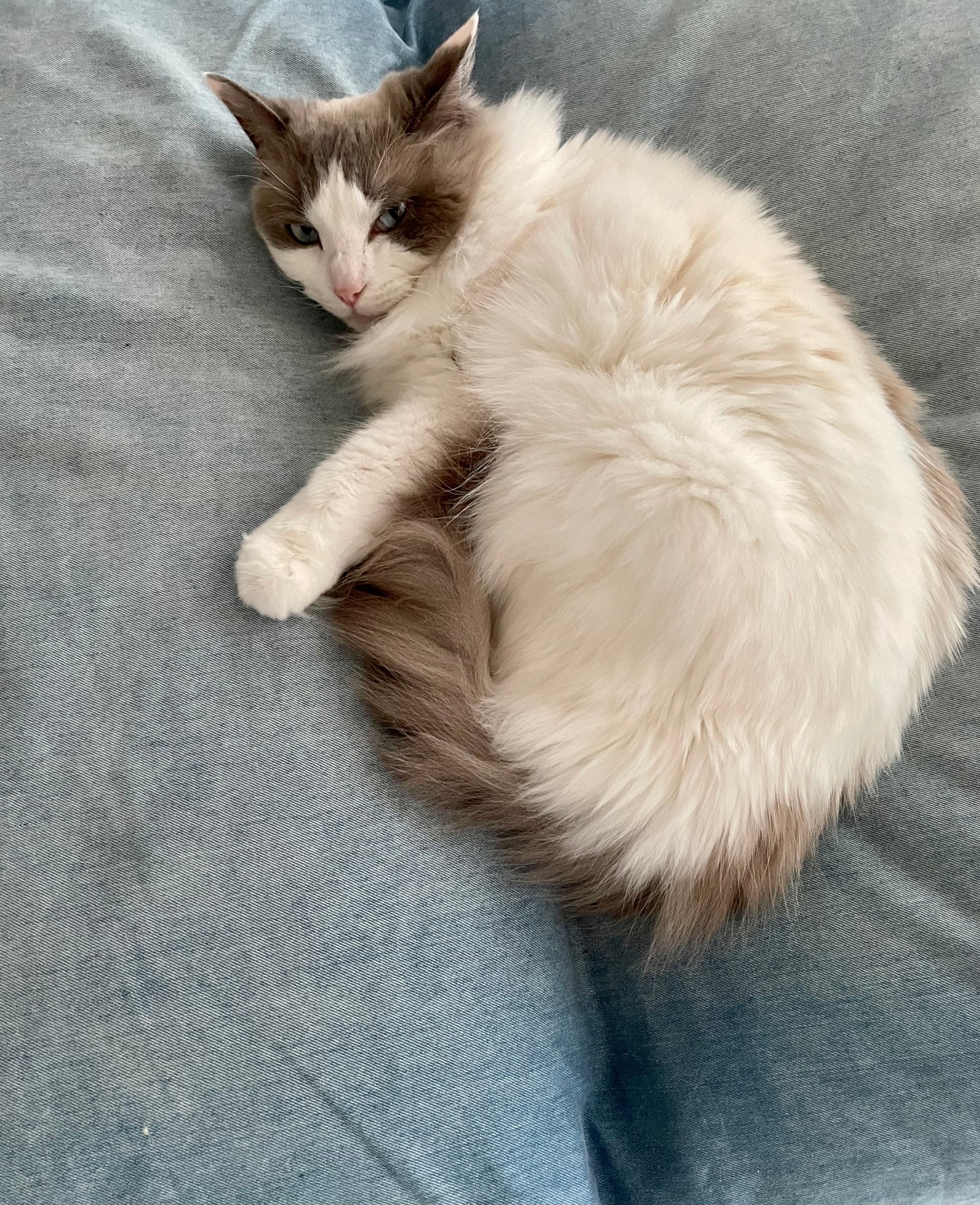猫 上の子♡
