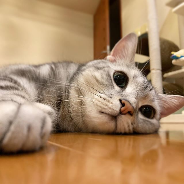涼しい場所を知ってるにゃよ_1_1
