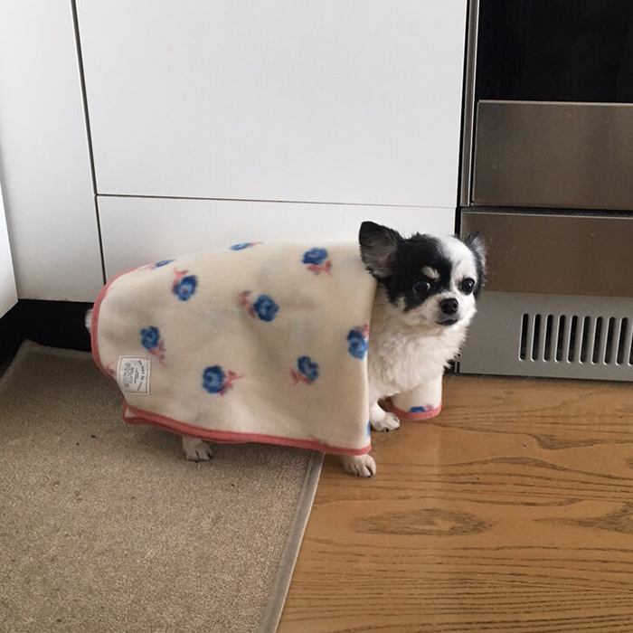 チワワ グミちゃん chihuahua gumi