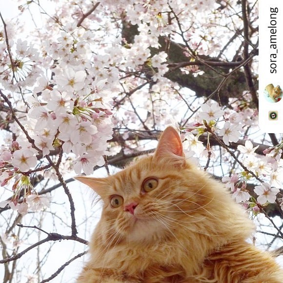 にゃんスタ写真 桜の木の下で