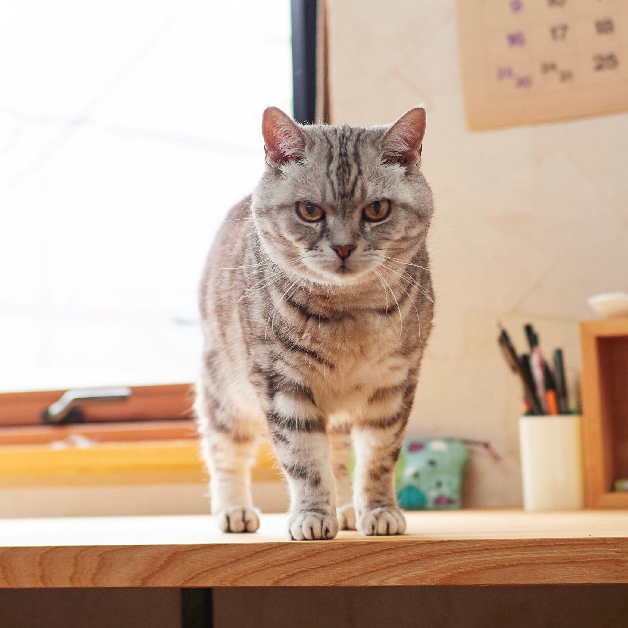 猫 の記事一覧 Web Eclat 50代女性のためのファッション ビューティ ライフスタイル最新情報