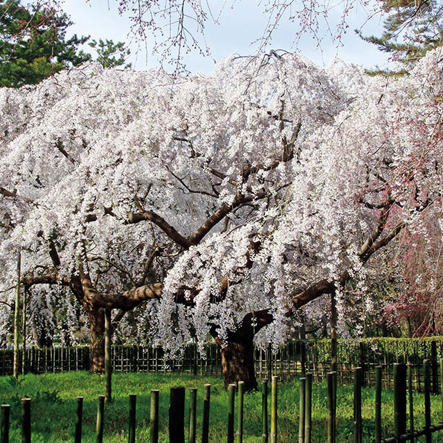 糸桜(京都御苑)