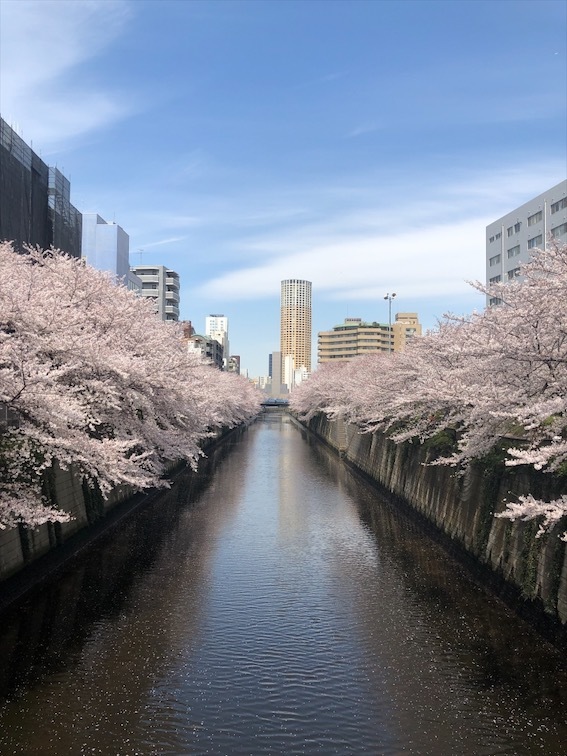毎日お花見ラン!_1_1