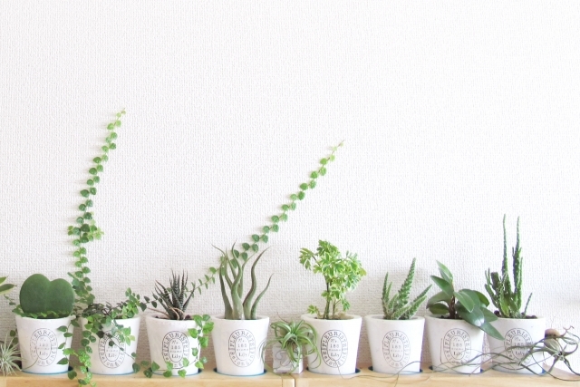 植物のある暮らし。Jマダムは断然〇〇派!_1_1