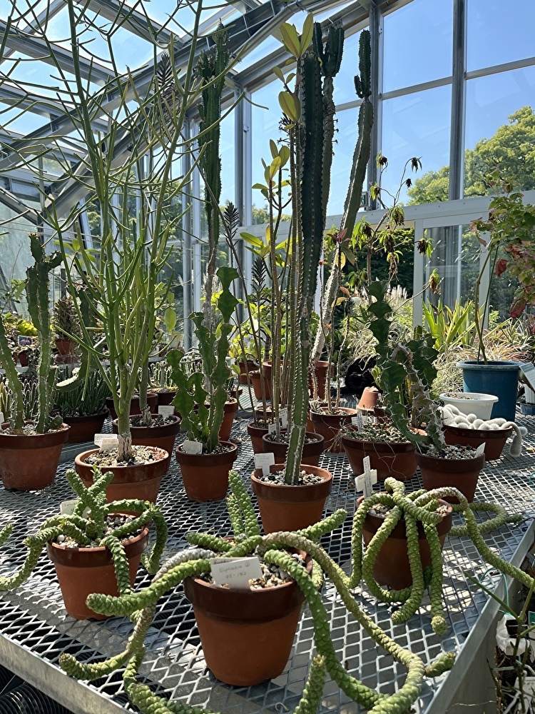 新緑の小石川植物園へ_1_7