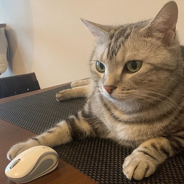 在宅ワーク中のアラン