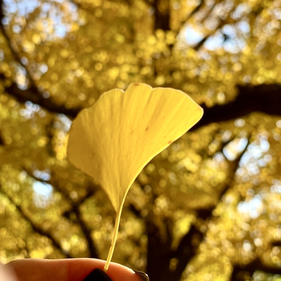 秋のお楽しみ 黄金色に染まった明治神宮外苑いちょう並木へ 華組 松ヶ崎由紀子のブログ 華組ブログ Web Eclat