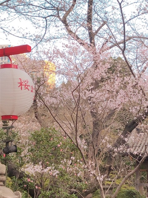 大人の春 ベージュコーデでお花見_1_5